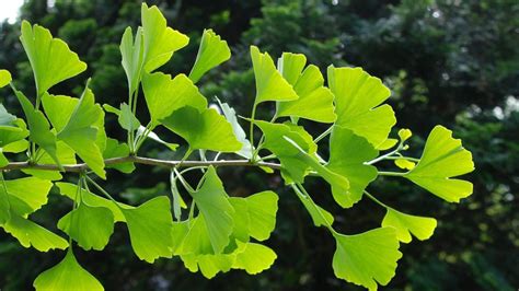 Ginkgo trees: a better choice for the home landscape | News | isanti-chisagocountystar.com