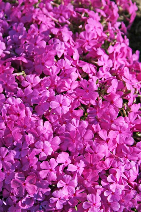 Phlox Drummond's Pink Creeping Phlox for Sale | Rare Roots