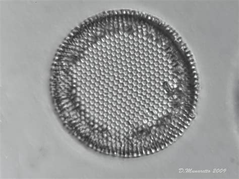 Some Fossil Diatoms of mine - Micro-paleontology - The Fossil Forum