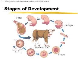 Animal Reproduction Development Sciencing