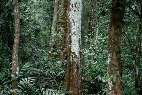 Discovering Hidden Treasures in Gabon: The Importance of the Country's ...