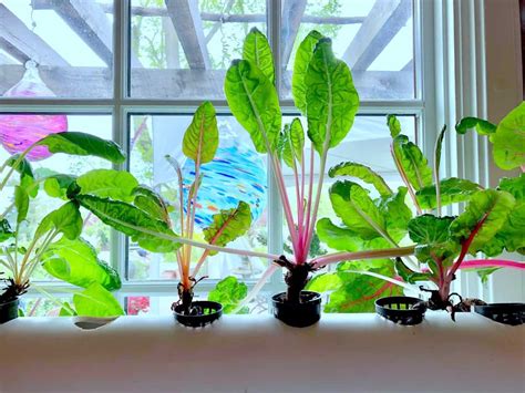 DIY Hydroponic Farming at Home: A Comprehensive Beginners Guide