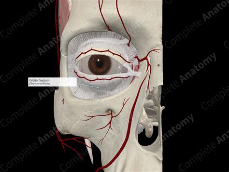 Orbital Septum | Complete Anatomy