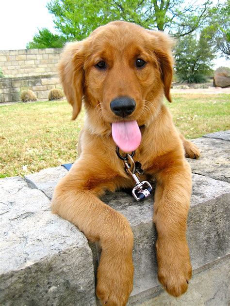 Red Golden Retriever Puppies California - Pudding to come