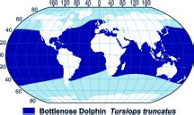 Bottlenose Dolphin