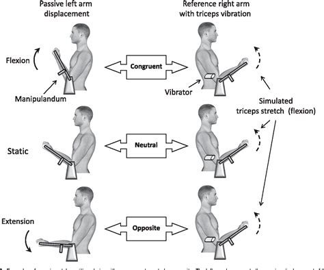 Figure 3 from Integration of visual and proprioceptive afferents in kinesthesia | Semantic Scholar