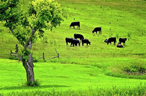 Cattle Grazing Photograph by Lyle Huisken