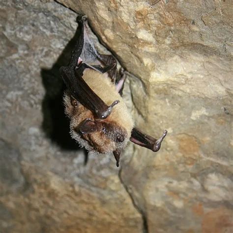 Big Brown Bat - Facts, Diet, Habitat & Pictures on Animalia.bio