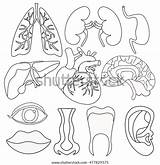 Human Organs Coloring Sheets Pages sketch template