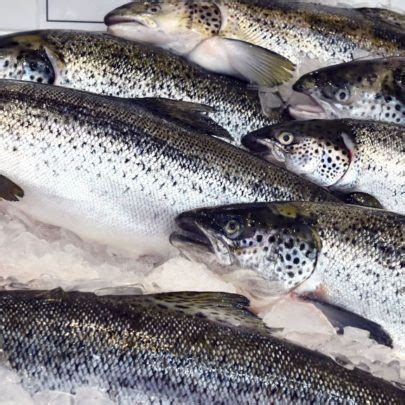 Health Canada approves AquaBounty GMO salmon for commercial sale | Genetic Literacy Project