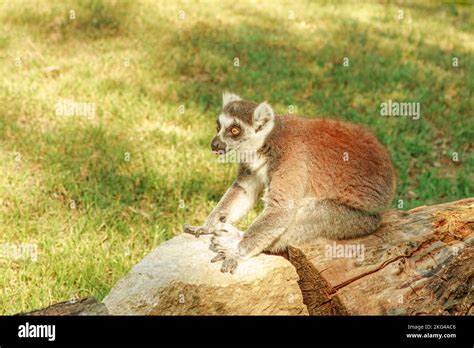 side view of a strepsirrhine primate ring-tailed lemur of Madagascar ...