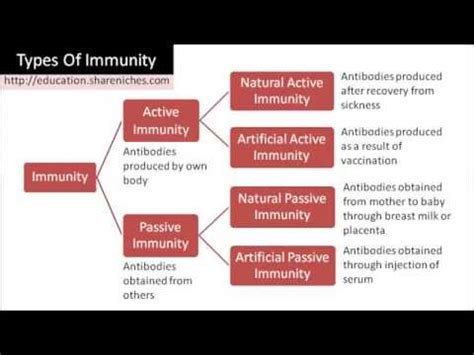 Artificial Passive Immunity Example : Human Defence System :: lcbiology ...