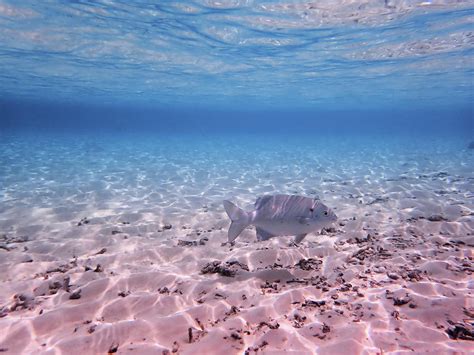 Underwater Snorkeling Adventures In Maldives Photograph by Katrina Lau