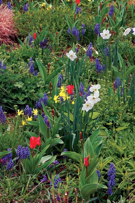 12 Spring Bulb Designs to Plant Now | Spring bulbs garden, Bulbs garden design, Fall bulb planting