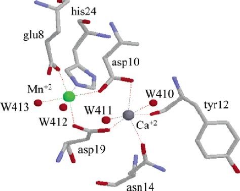 Figure 1 from The Role of Mn in Concanavalin-A Structure and Stability ...