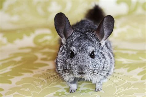 26 Chinchilla Pictures You Need to See | Reader's Digest