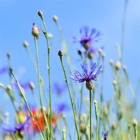 Centaurea Montana Seeds, Flower Seeds#160 – Mays Garden Seed