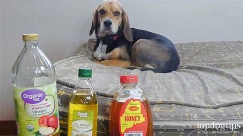5 Best Home Remedies for Mange in Dogs (All-Natural Treatments) - YouTube