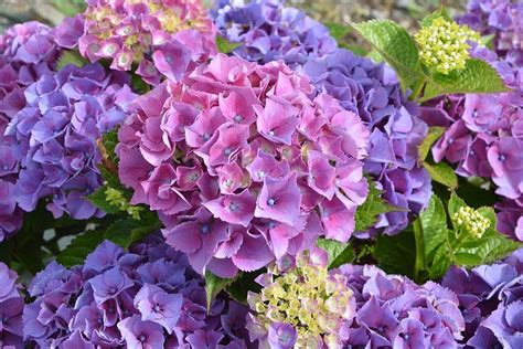 Hortensia Violet, Fleur, Pétales | Hortensias, Hortensia grimpant, Orthensia