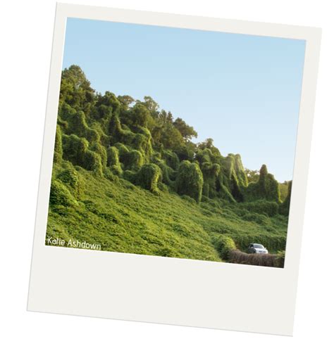 Kudzu | Purdue University Report Invasive Species