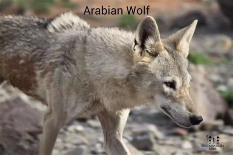 #Arabian #Wolf #UAE #endangered #wildlife #conservation #center # ...