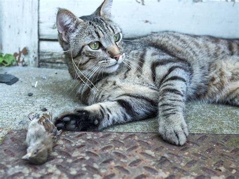 The Killer At Home: House Cats Have More Impact On Local Wildlife Than ...