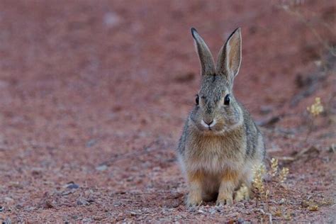 10 Important Facts That You Should Know About: The Desert Hare