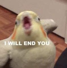 Anytime I do anything to inconvenience my bird. #funny #birdlife Funny ...