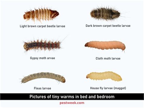 Tiny Black And White Bugs In Bedroom | Psoriasisguru.com