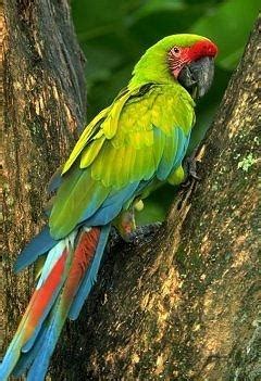 The Great Green Macaw