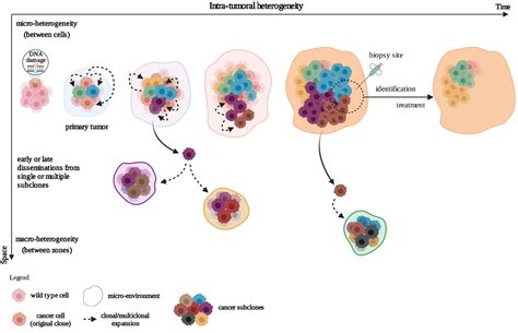 Cancers | Free Full-Text | Dynamic Cancer Cell Heterogeneity: Diagnostic and Therapeutic ...