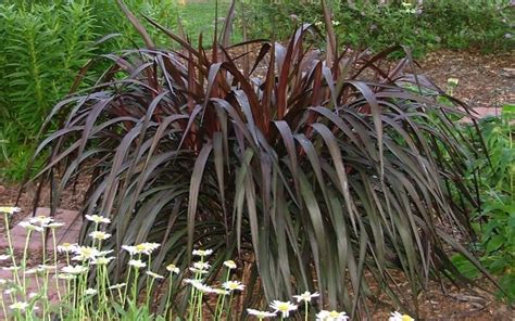 Princess Caroline Purple Fountain Grass - Pennisetum - this doesn't bloom and is a bit more ...