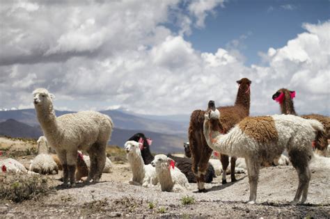 15 Laid-Back Facts about Llamas - Fact City