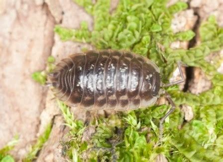 Caring for Roly Polies (Pill Bugs) | ThriftyFun