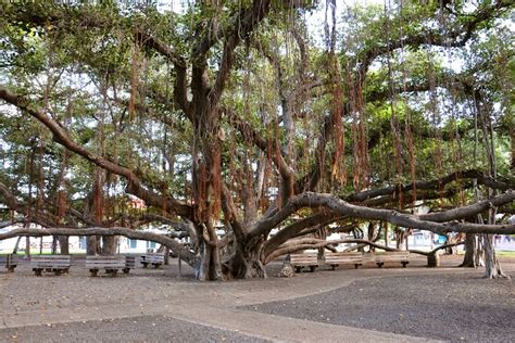 Lahaina Banyan Tree Has Sprouted New Leaves