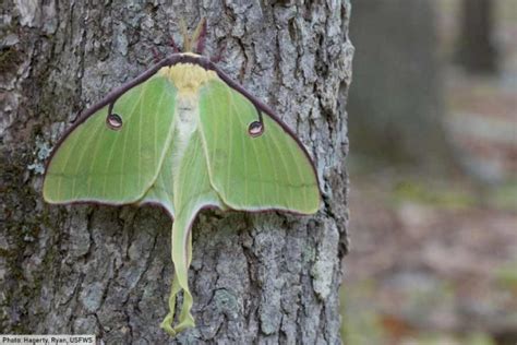 Luna Moth Facts: Luna Moth Pictures and Information: Discover One Of The Largest Moths Of North ...