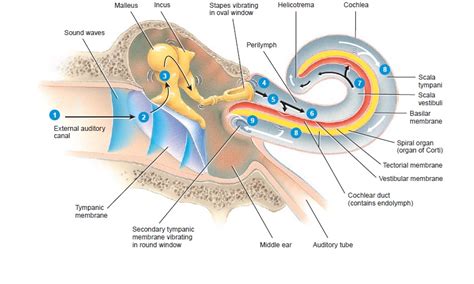 💐 Mechanism of hearing. The Mechanism of Hearing: A General Overview ...