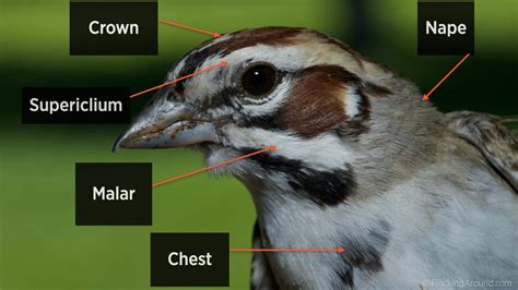 How to Identify a Bird - Improve Your Bird ID Skills!