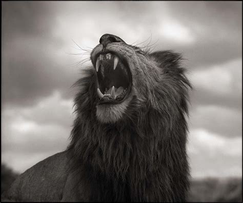 Lion Roar – Fubiz Media