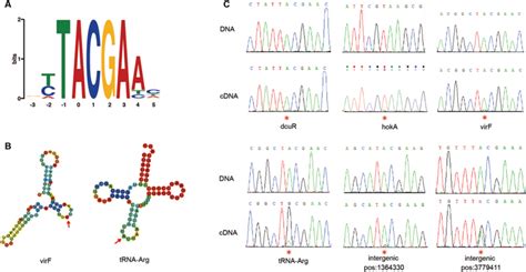 A) All RNA editing sites share a common DNA motif, in that the... | Download Scientific Diagram