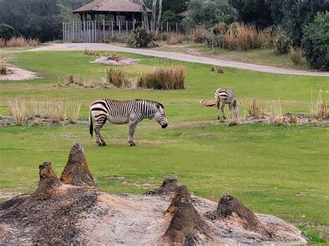 Kilimanjaro Safaris Overview | Disney's Animal Kingdom Attractions - DVC Shop