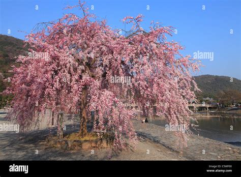 Cherry Blossoms at Arashiyama, Kyoto, Kyoto, Japan Stock Photo - Alamy