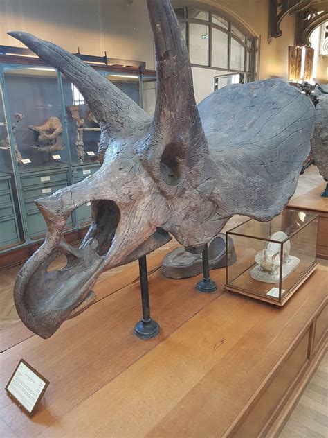 Triceratops horridus skull by paleosir on DeviantArt