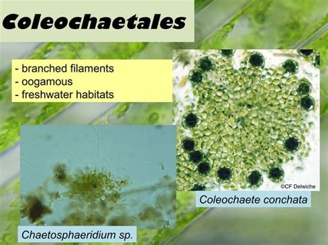 Chlorophyta