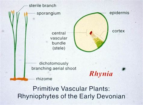 Botany - Extinct Land Plants 3 Flashcards | Quizlet