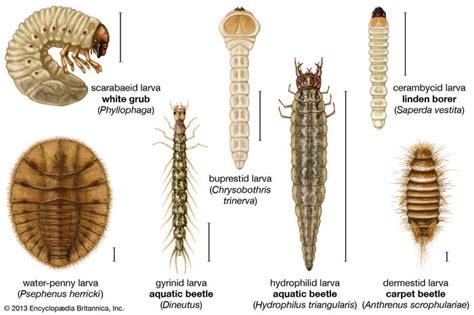 White grub | insect larva | Britannica