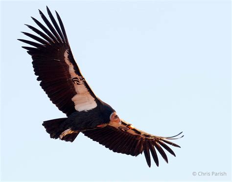 Wildfire Added To List Of Threats To California Condor Population | KJZZ