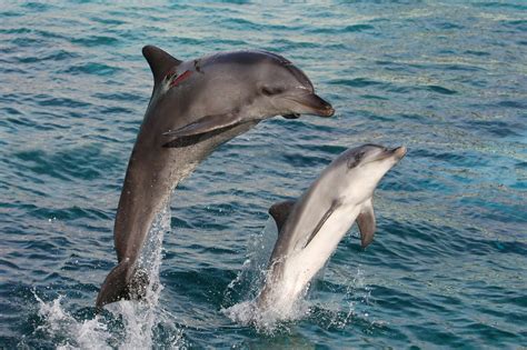 Dolphin Watching At Chilika Lake in Puri - Every Detail You Need to ...