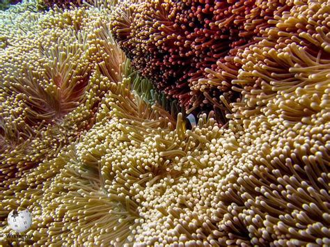 Giant carpet anemone - Moalboal Reef Species