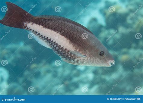 Queen Parrotfish stock image. Image of cozumel, ecology - 163505169